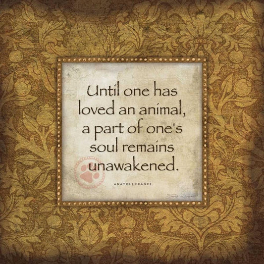 Image Only