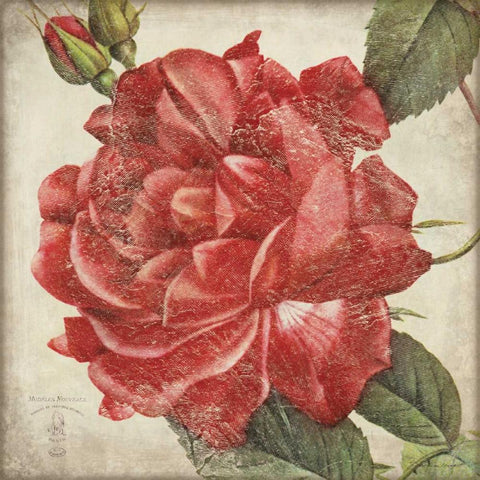 Rose Flower Black Ornate Wood Framed Art Print with Double Matting by Marrott, Stephanie