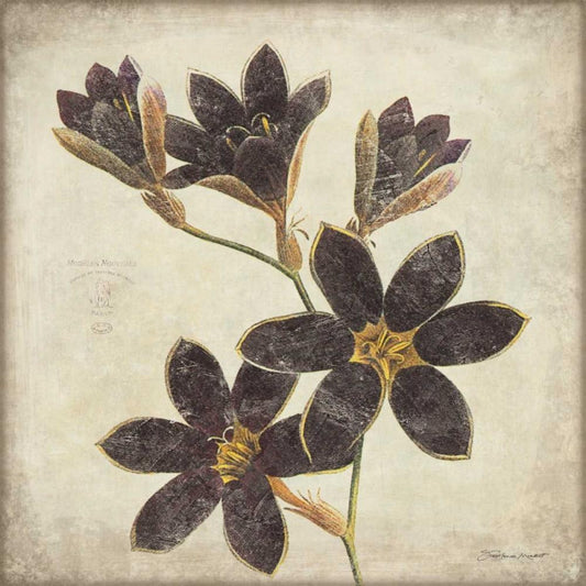 Image Only