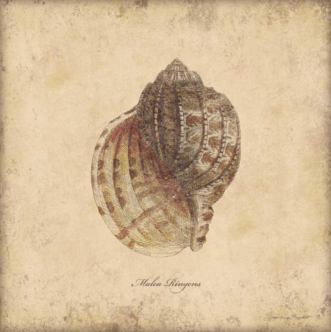 Shells IV Black Ornate Wood Framed Art Print with Double Matting by Marrott, Stephanie