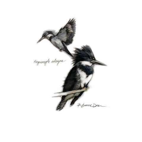 Chickadee Black Modern Wood Framed Art Print by Dean, Bruce