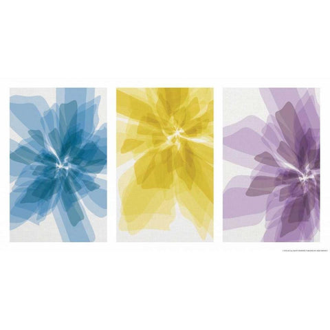 Three Xray Flowers White Modern Wood Framed Art Print by Brando, JJ