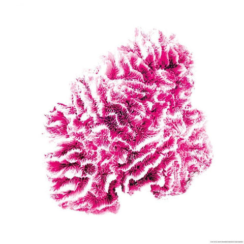 Red Coral Gold Ornate Wood Framed Art Print with Double Matting by Brando, JJ