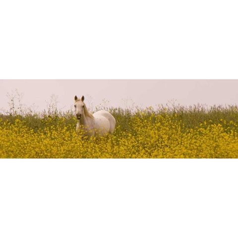 Flowery Horse Field White Modern Wood Framed Art Print by Linden, Sally