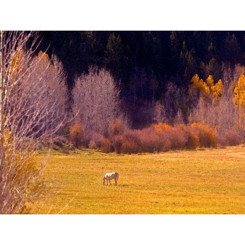 Horse Pasture White Modern Wood Framed Art Print by Linden, Sally