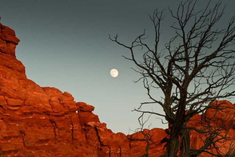 Full Moon Black Ornate Wood Framed Art Print with Double Matting by Linden, Sally