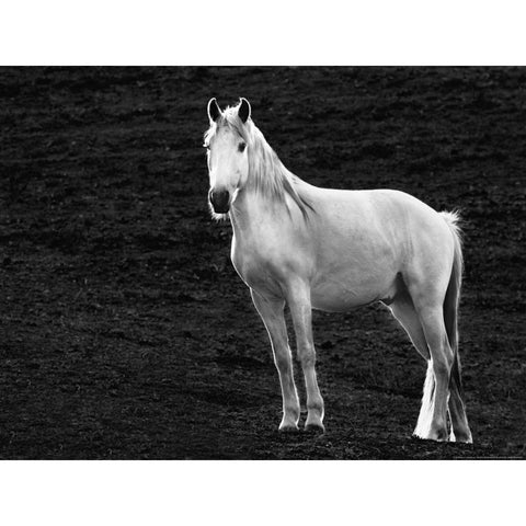 The Stance White Modern Wood Framed Art Print by Linden, Sally