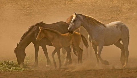 Daybreak Black Ornate Wood Framed Art Print with Double Matting by Linden, Sally