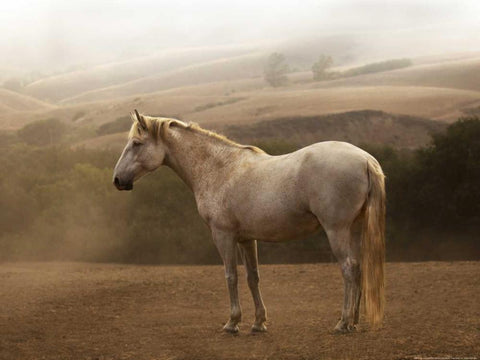 Morning Mist White Modern Wood Framed Art Print with Double Matting by Linden, Sally