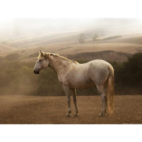 Morning Mist Black Modern Wood Framed Art Print by Linden, Sally