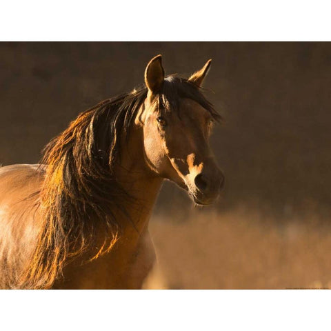 Golden Light Black Modern Wood Framed Art Print with Double Matting by Linden, Sally