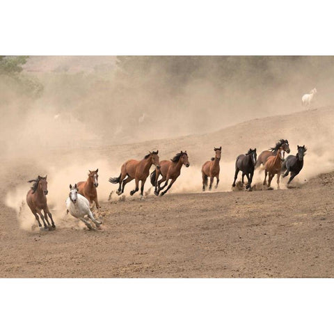 Running Wild White Modern Wood Framed Art Print by Linden, Sally