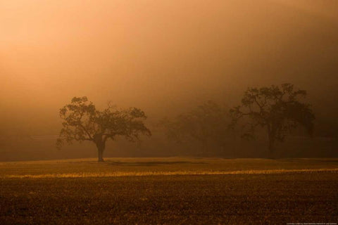 Sun Rising Black Ornate Wood Framed Art Print with Double Matting by Linden, Sally