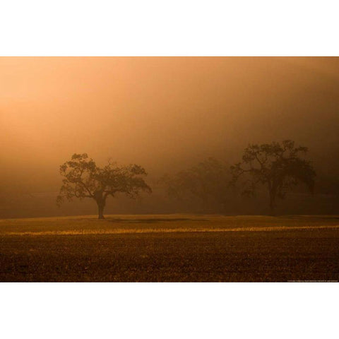 Sun Rising White Modern Wood Framed Art Print by Linden, Sally