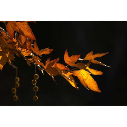 Fall In Malibu Gold Ornate Wood Framed Art Print with Double Matting by Linden, Sally