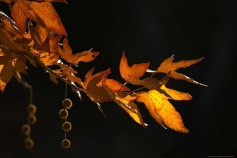 Fall In Malibu Black Ornate Wood Framed Art Print with Double Matting by Linden, Sally