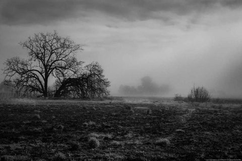 Shaded Trees White Modern Wood Framed Art Print with Double Matting by Linden, Sally