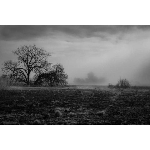 Shaded Trees Black Modern Wood Framed Art Print with Double Matting by Linden, Sally