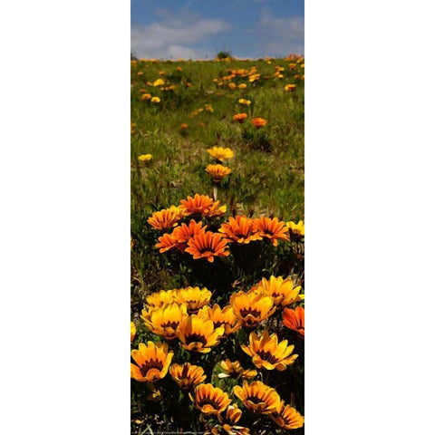 Flower Field White Modern Wood Framed Art Print by Linden, Sally