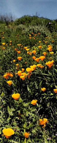 Poppy Stream White Modern Wood Framed Art Print with Double Matting by Linden, Sally