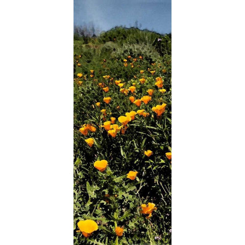 Poppy Stream Black Modern Wood Framed Art Print by Linden, Sally