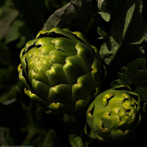 Green Artichokes White Modern Wood Framed Art Print by Linden, Sally