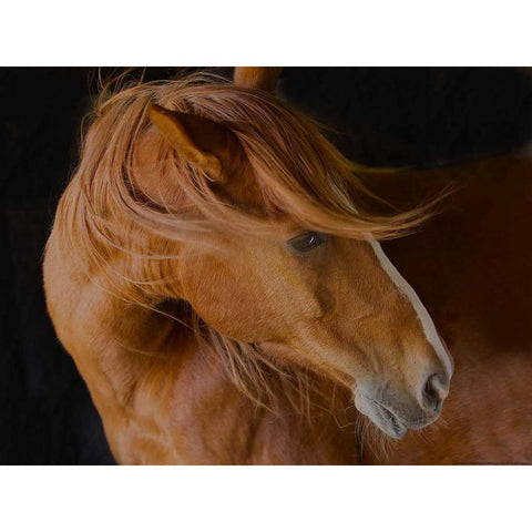 Beautiful Mane Black Modern Wood Framed Art Print by Linden, Sally