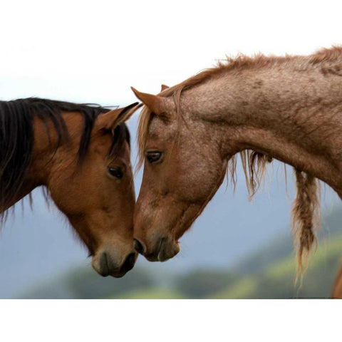 Meadow Two White Modern Wood Framed Art Print by Linden, Sally