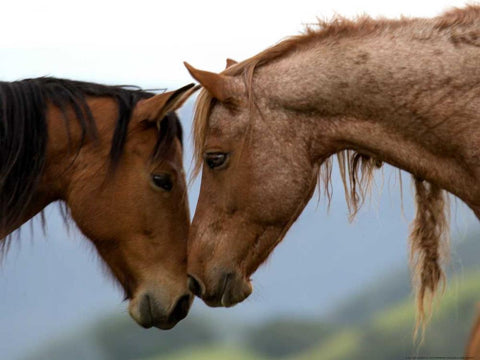 Meadow Two Black Ornate Wood Framed Art Print with Double Matting by Linden, Sally