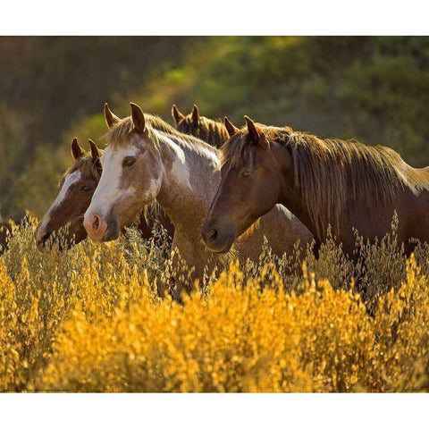Horses In Gold White Modern Wood Framed Art Print by Linden, Sally