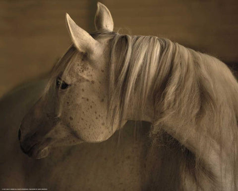 Light At Dusk Black Ornate Wood Framed Art Print with Double Matting by Linden, Sally