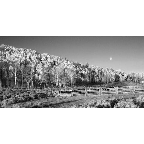 Aspens Moon White Modern Wood Framed Art Print by Linden, Sally