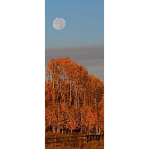 Fall Trees Moon 1 White Modern Wood Framed Art Print by Linden, Sally