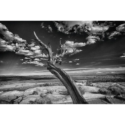 Desert Tree Black Modern Wood Framed Art Print with Double Matting by Linden, Sally
