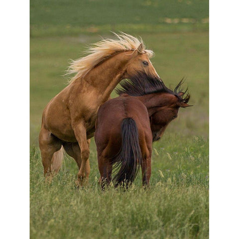 Horse Play Gold Ornate Wood Framed Art Print with Double Matting by Linden, Sally