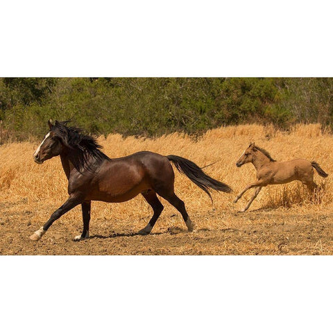 Amante and Amber Gold Ornate Wood Framed Art Print with Double Matting by Linden, Sally