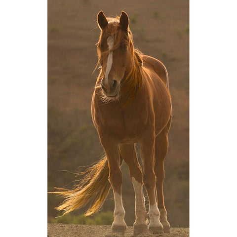 Blowing In The Wind Black Modern Wood Framed Art Print by Linden, Sally