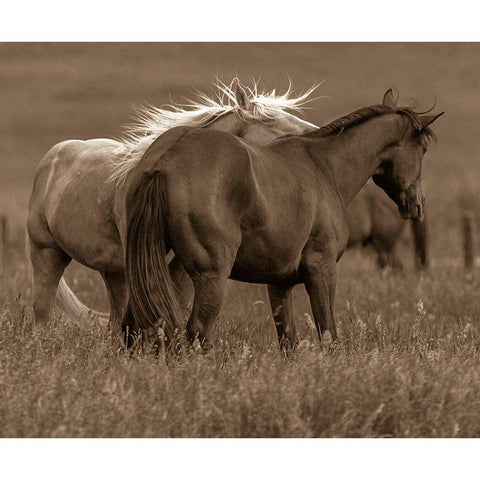 Horse Walk Black Modern Wood Framed Art Print by Linden, Sally