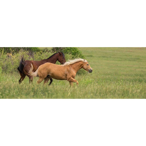 Horse Play Black Modern Wood Framed Art Print with Double Matting by Linden, Sally