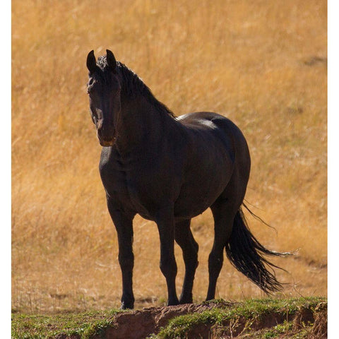 Black Beauty White Modern Wood Framed Art Print by Linden, Sally