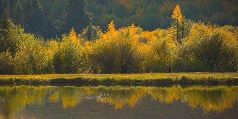 Ducks In A Row Black Ornate Wood Framed Art Print with Double Matting by Linden, Sally