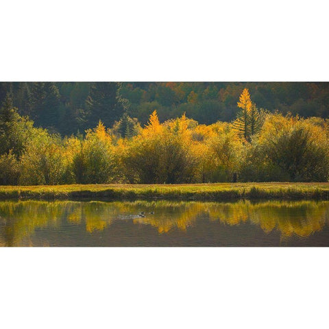 Ducks In A Row Black Modern Wood Framed Art Print by Linden, Sally