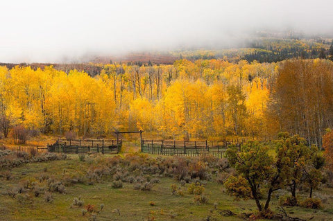 Fall and Fog White Modern Wood Framed Art Print with Double Matting by Linden, Sally