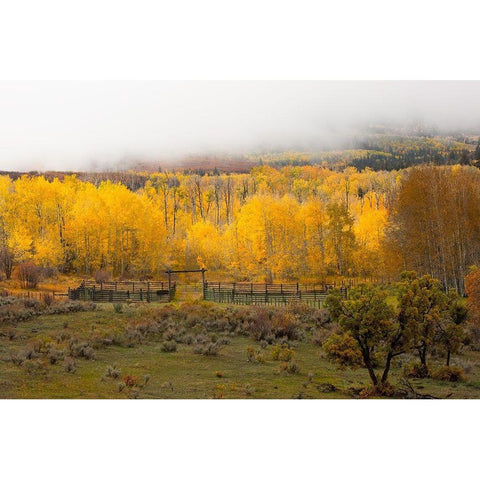 Fall and Fog Gold Ornate Wood Framed Art Print with Double Matting by Linden, Sally