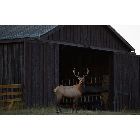 Eat Your Heart Out Hunters Black Modern Wood Framed Art Print with Double Matting by Linden, Sally