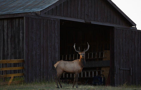 Eat Your Heart Out Hunters White Modern Wood Framed Art Print with Double Matting by Linden, Sally