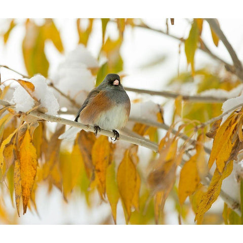 First Snow White Modern Wood Framed Art Print by Linden, Sally