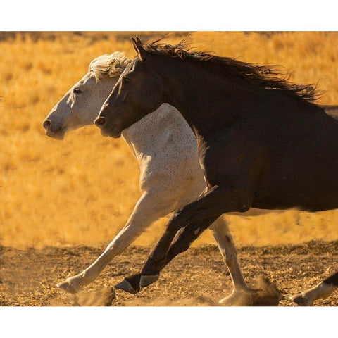 Horse Race Black Modern Wood Framed Art Print with Double Matting by Linden, Sally