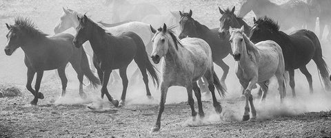 Horse Run White Modern Wood Framed Art Print with Double Matting by Linden, Sally