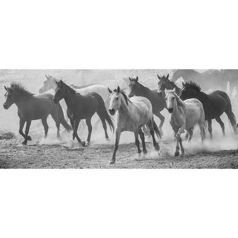 Horse Run Black Modern Wood Framed Art Print by Linden, Sally